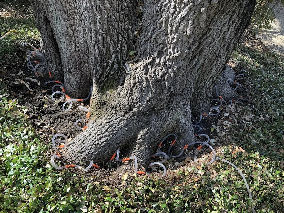 Detailed Tree Cabling and Bracing job site in Beacon Falls