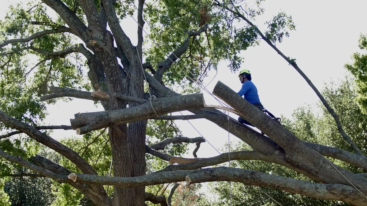 Professional Crown Thinning performed by certified arborists in Beacon Falls